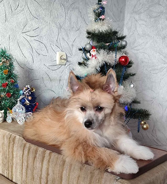 Цуценя китайської хохлатої