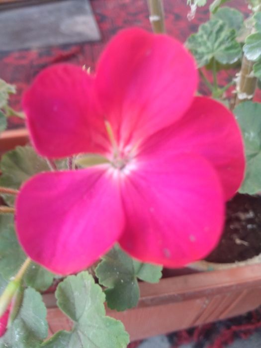 Герань, пеларгония, калачик