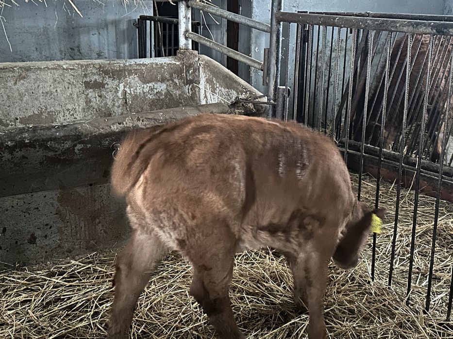 Jalowka Limousine 115kg