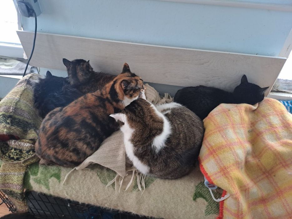 Котик безкоштовно