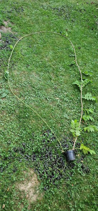 Glicynia sadzonki ok 1-2mb możliwość wysyłki