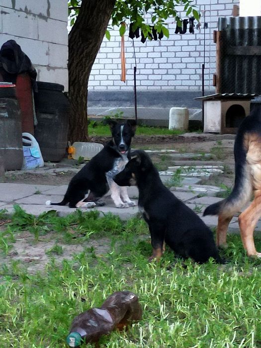 Віддам в добрі руки