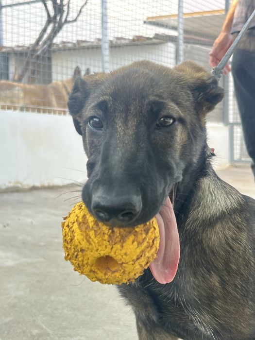 Pastor Belga Malinois