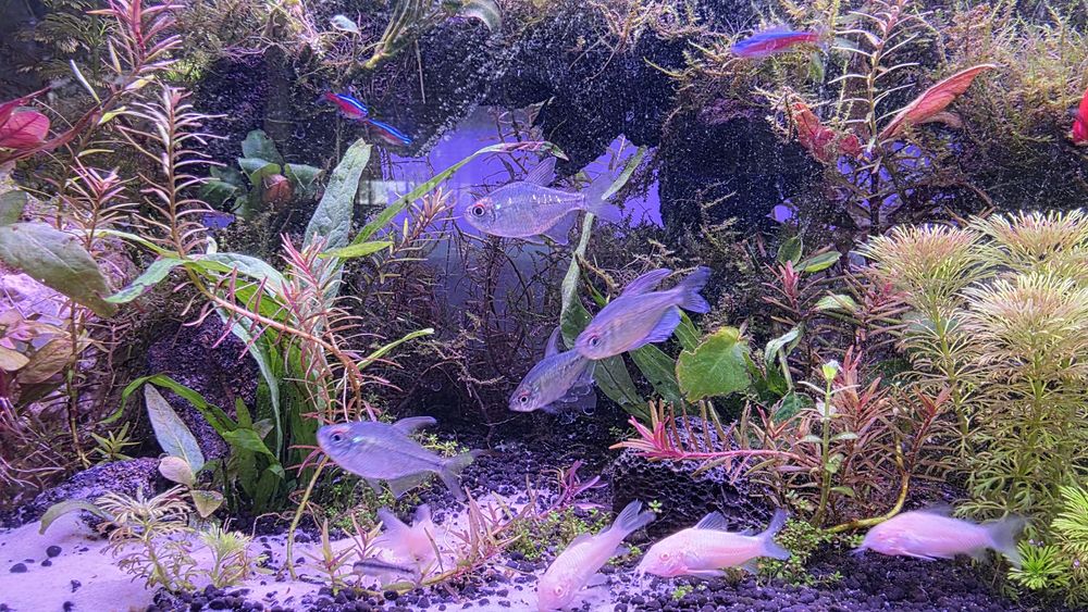 Vendo Tetra Diamante