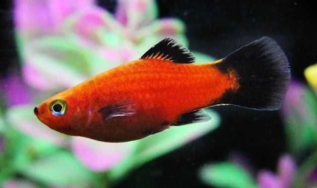 Mieczyk samica z domowej hodowli wielkośc około 4-6 cm