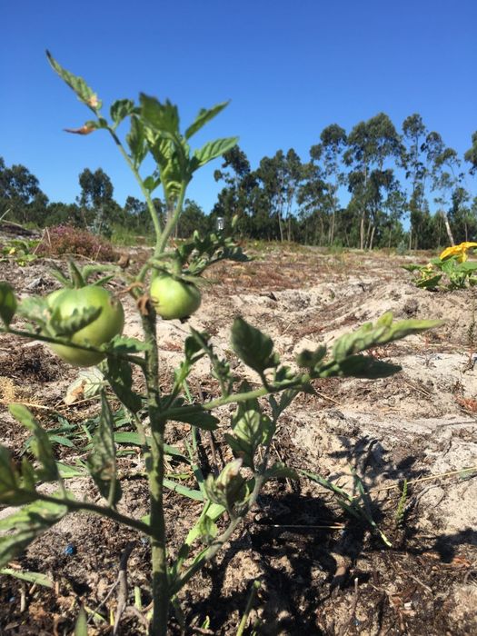 Terreno agricola 6Ha