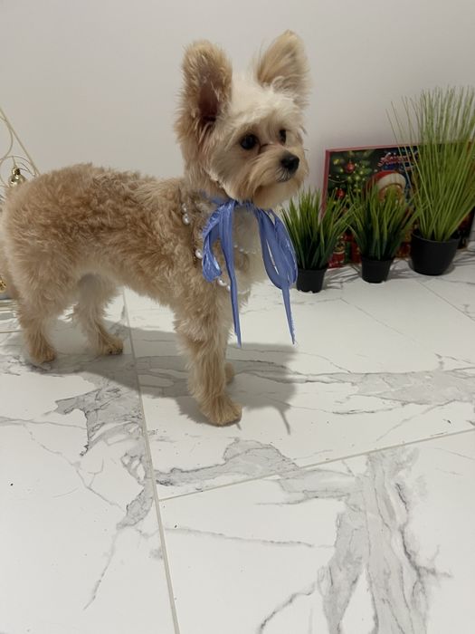 Помапу — Маленькі щастячка готові до переїзду