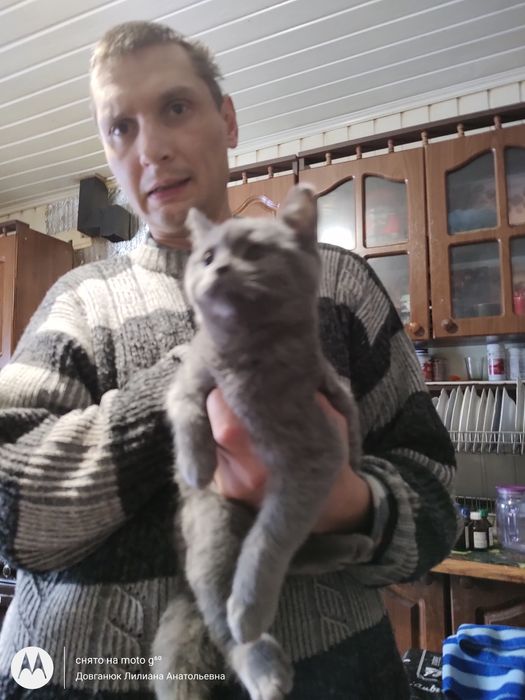 Британский котенок