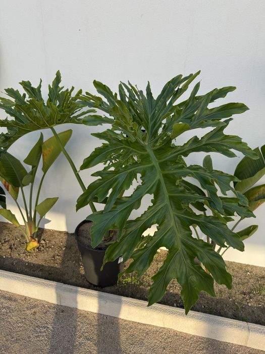 Planta Philodendro sellum