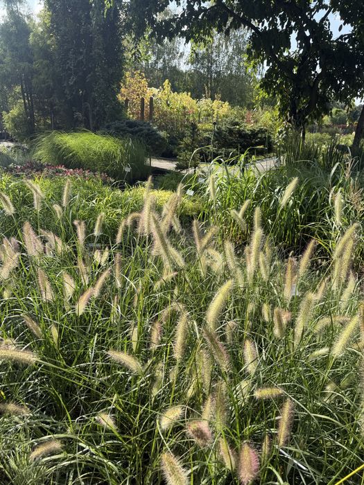 Trawy ozdobne, Miskant, lady in red, Rozplenica, Hakonechloa, proso, sesleria, trzcinnik, turzyca