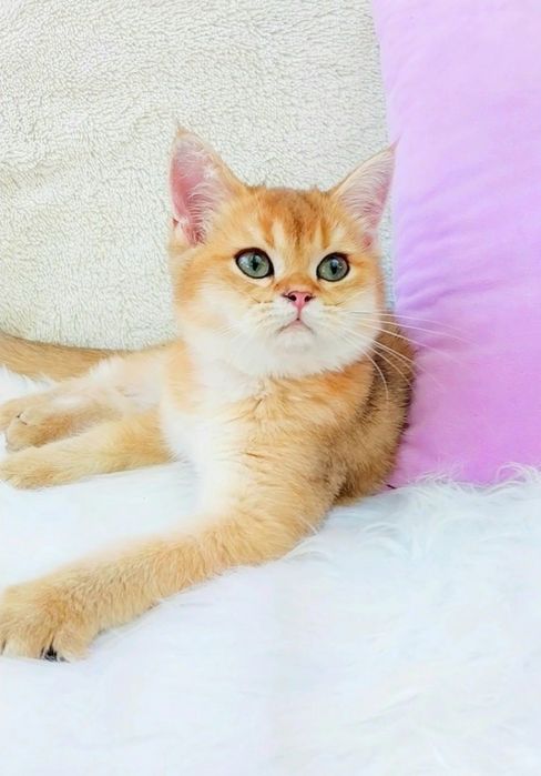 Зеленоглазый шотландский котёночек