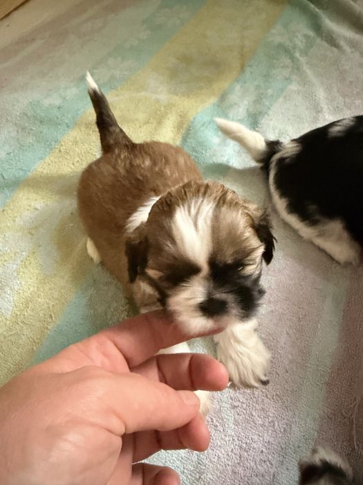 Sih tzu piekny piesek malutki