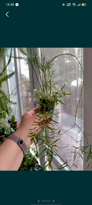 продам ,бокарнею,пальму