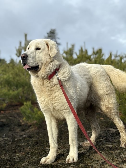pies w typie owczarek podhalański abaj kaukaz golden retriever