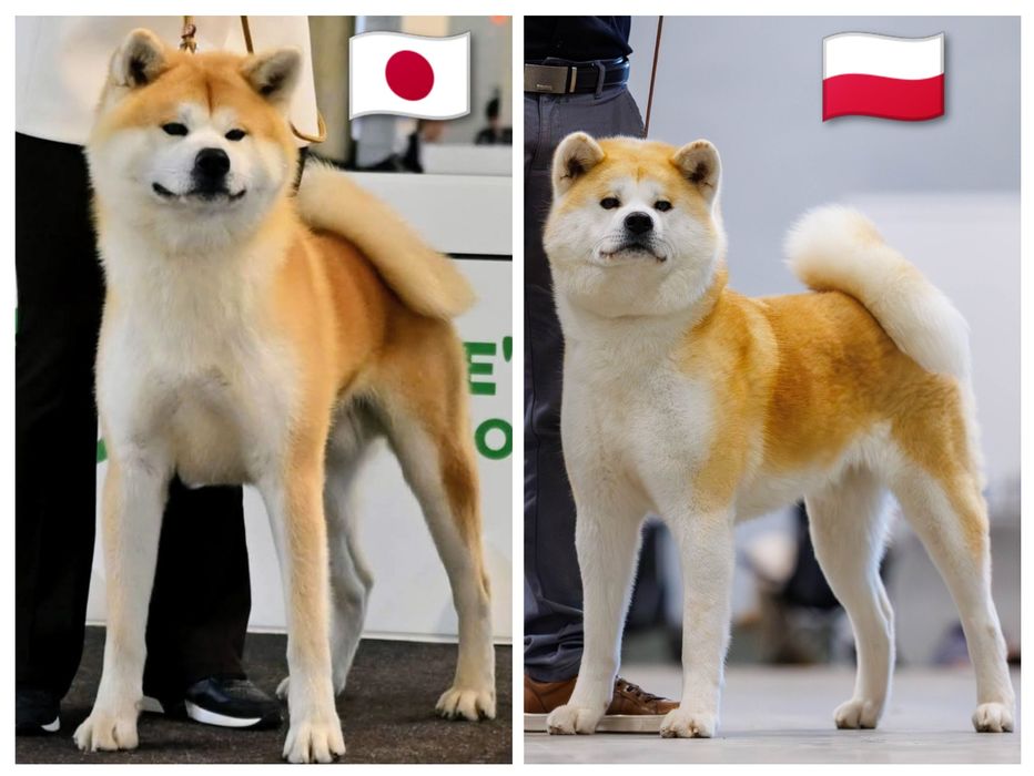 Akita Inu ZKwP/FCI