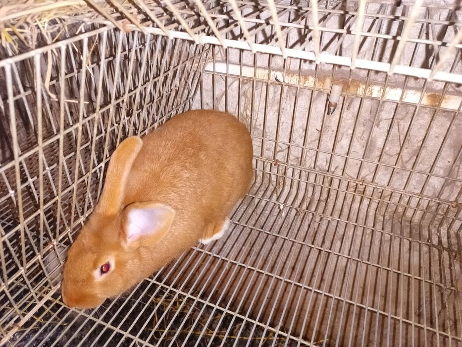 Coelhos anões/ Leonardo de Borgonha  / Cruzamento borboleta com espanhol.