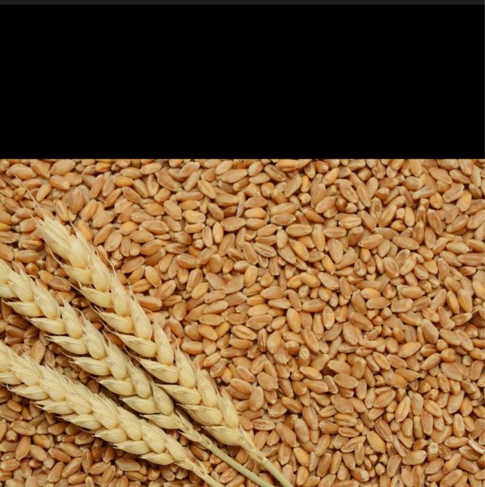 Продам пшеницю фураж,продам ячмінь