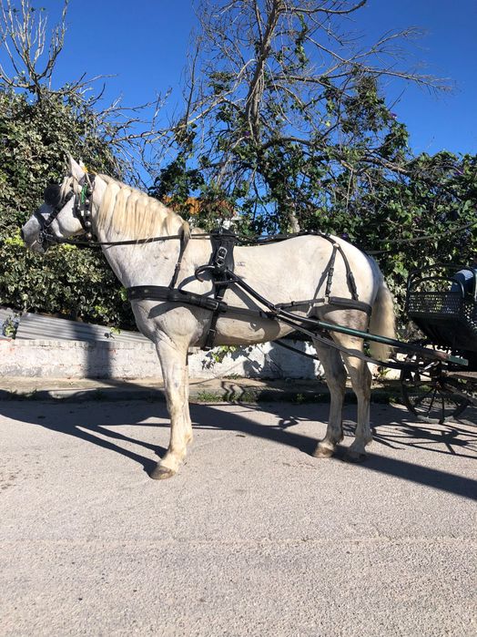 Vendo ou troco cavalo cruzada lusitano