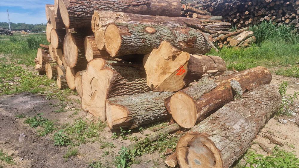 Dąb Bale dębowe Drewno dębowe Belki Kłoda dębowa Tartak