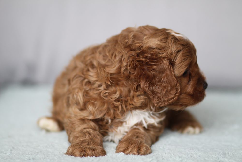 *** Cavapoo śliczny***
