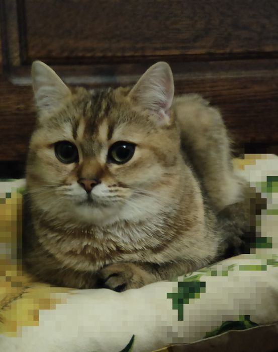Британський котик, золота шиншила,bri ny 11wct