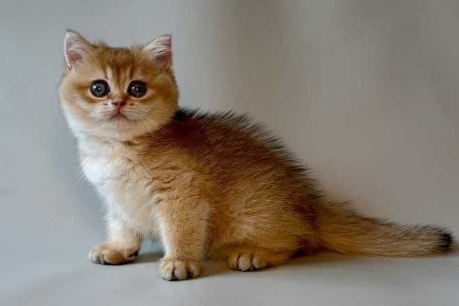 Кошенята, "шиншили", "чеширські коти" та інші