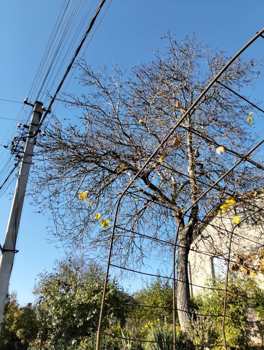 Зрізання дерев будь-якої складності!