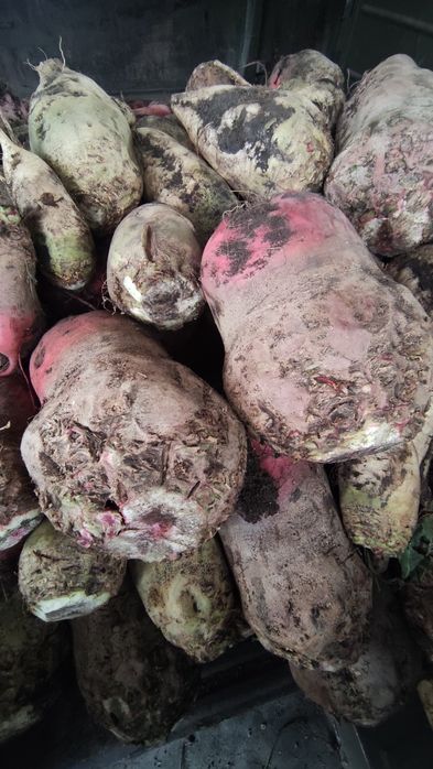 Буряк кормовий свекла кормовая