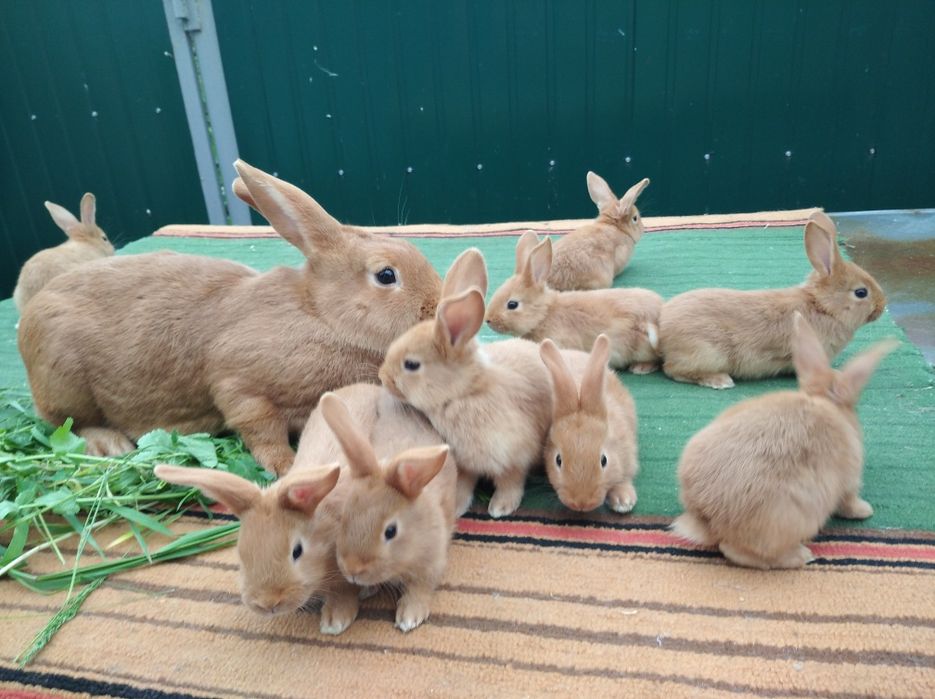 Кролики Бургундский