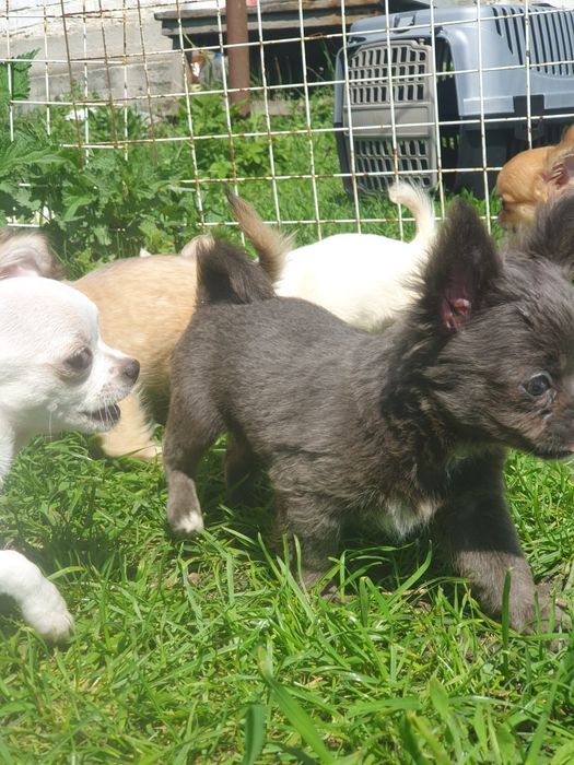 Голубой мальчик чихуахуа