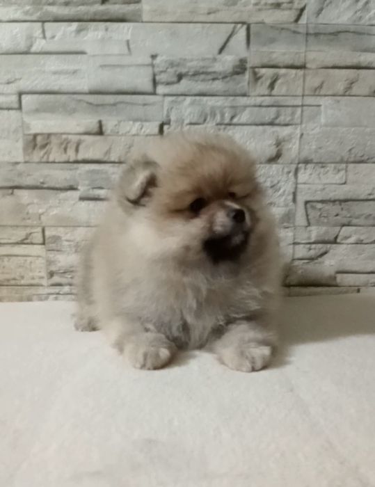 Пухнастик позитивчик