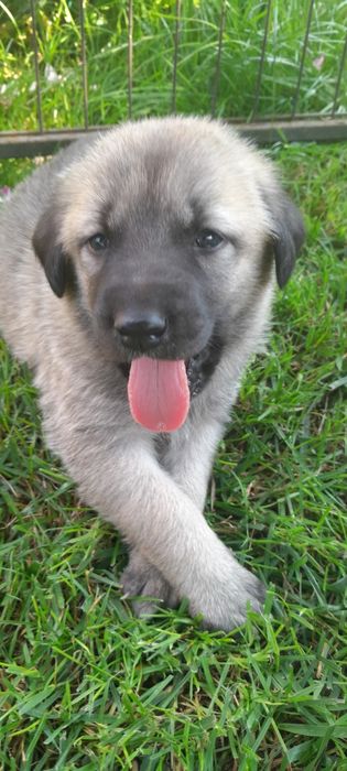 Kangal Turecki szczeniak.