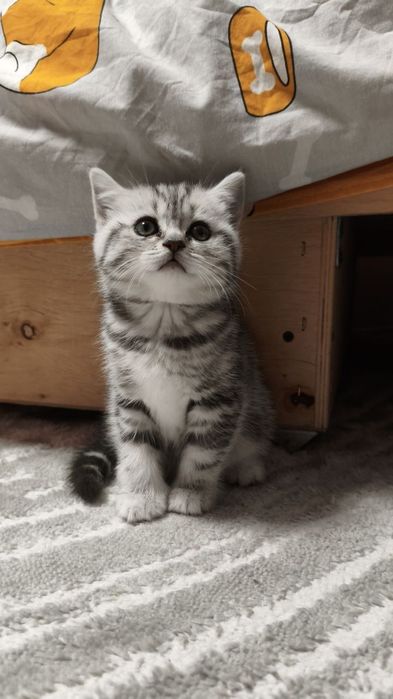 Кошенята шотландці