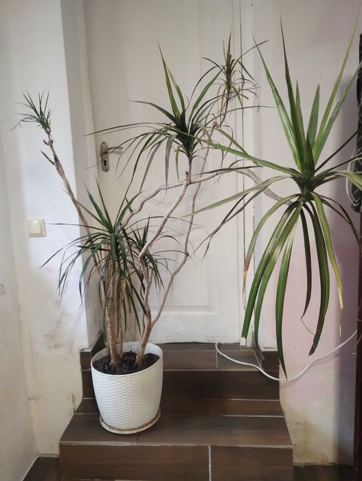 Отдам в хорошие руки драцену