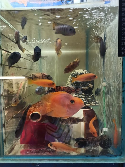 Псевдотрофеус елонгатус та ін. Малаві. Півники карасі папуги