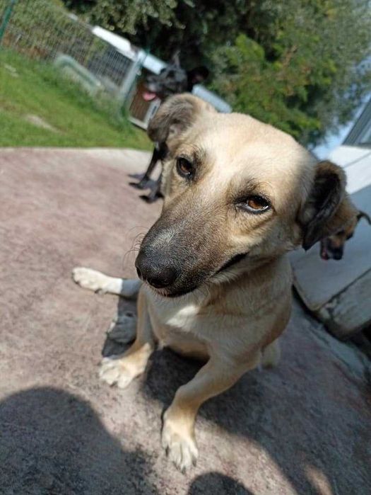 Sid poleca się do adopcji.