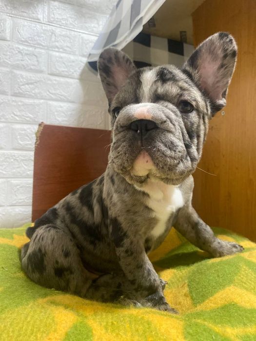 Девочка французский бульдог