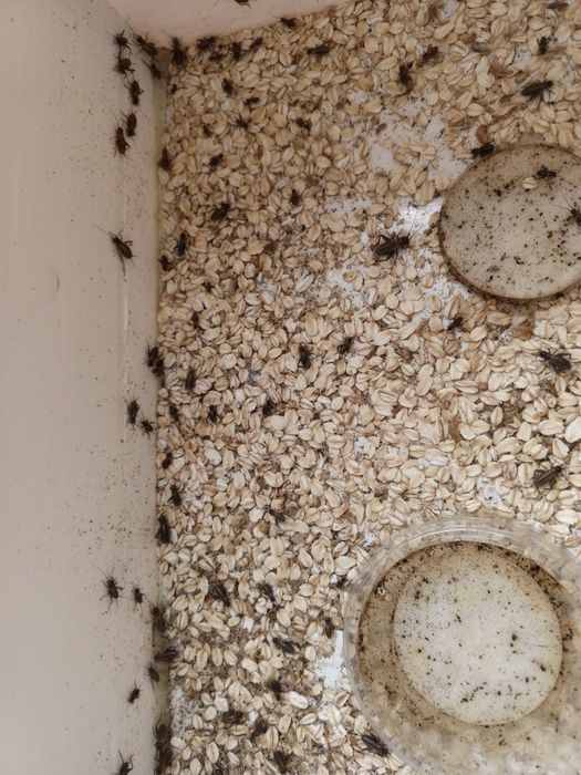 Сверчок банановый