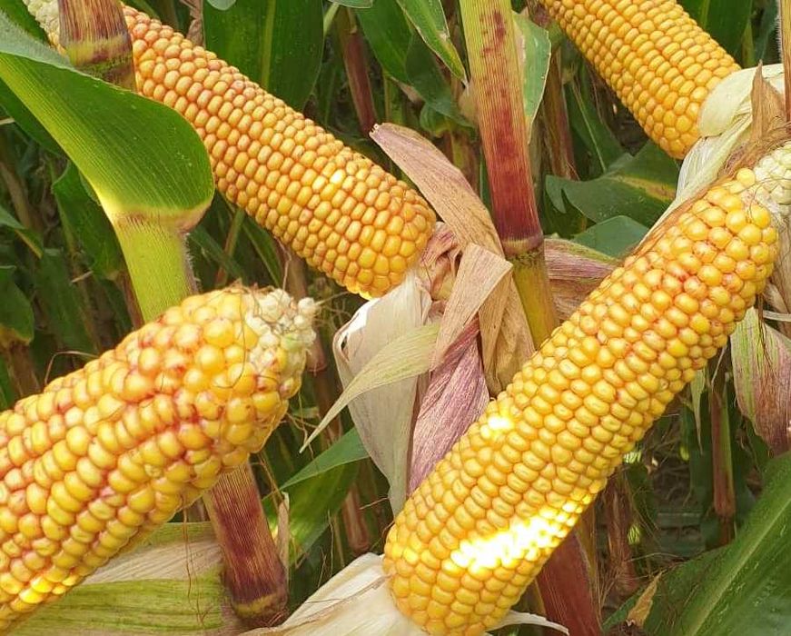 Materiał siewny kukurydza Hulk Rosomak Danubio 80 tys nasion