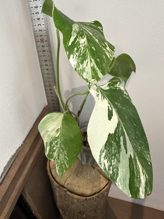 Монстера Monsters deliciosa 'Albo Variegata