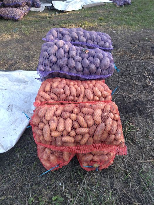 Продам картоплю власного вирощування