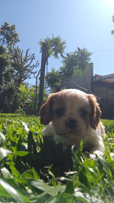 Fantástico Cavalier King Charles