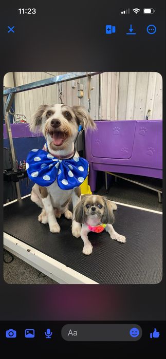 Felek i Coko szukają domku