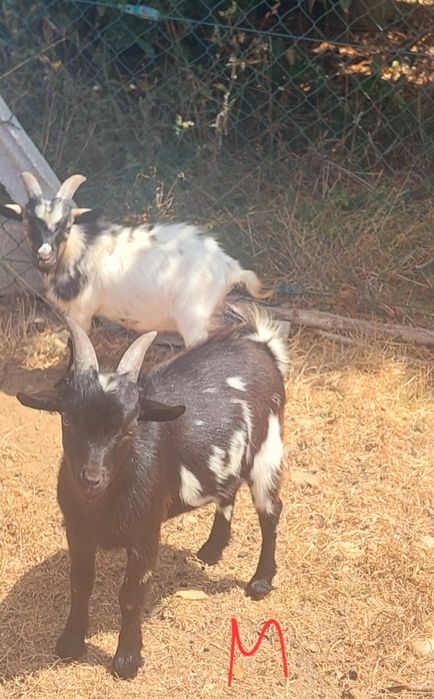 Cabras Anãs (machos)