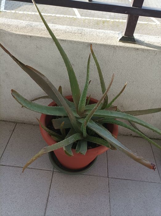 Suculenta aloé Vera