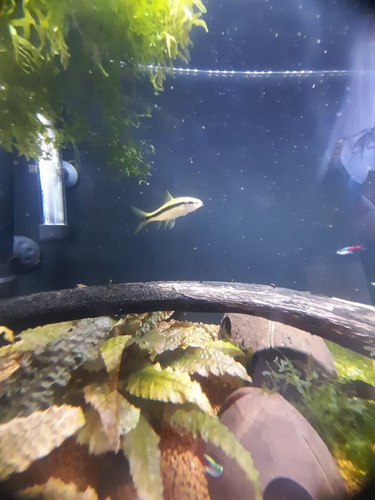 Wymienie gupika,danio i kosiarke