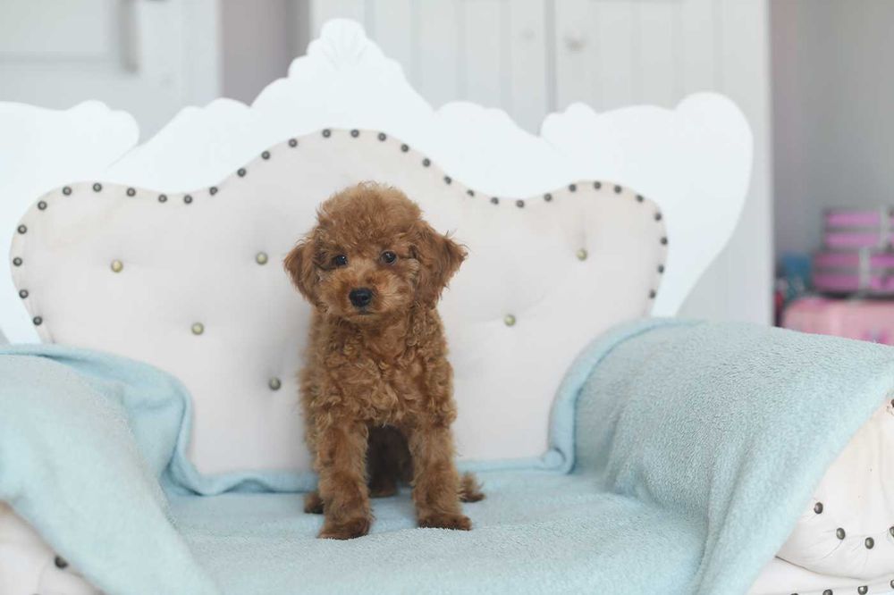 Pudel toy-chlopak w kolorze red