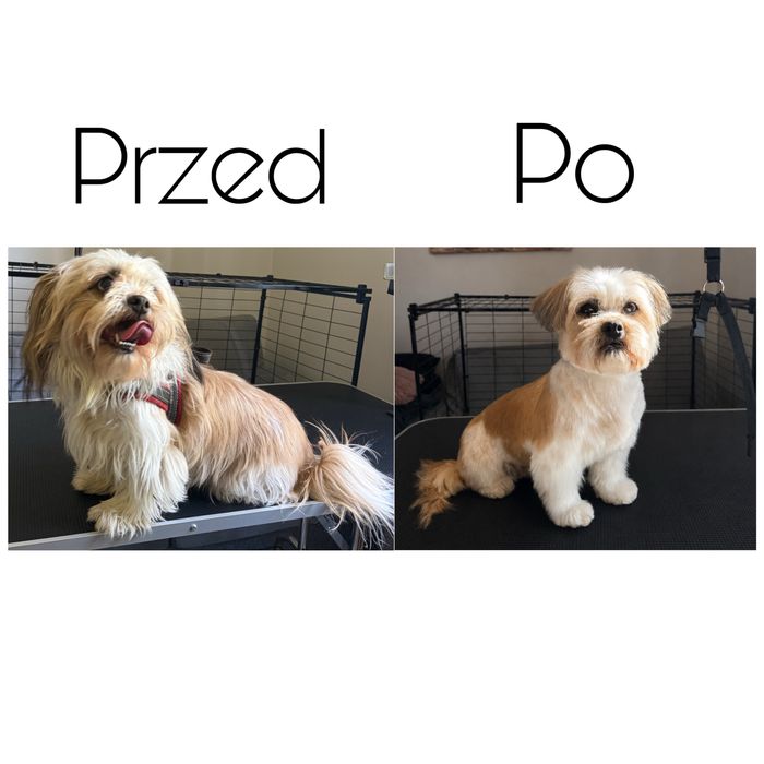 Psi fryzjer / Salon groomerski – pielęgnacja psów | MODELE | Wejherowo