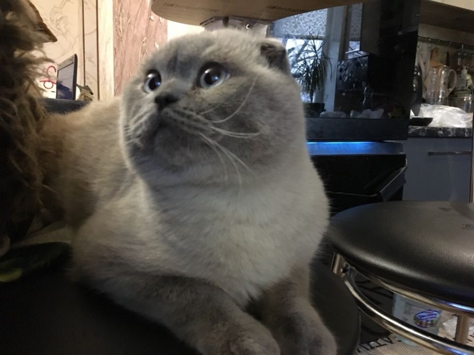 Шотландский вислоухий котик Вязка кота для вязки