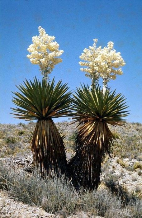 Yucas comestíveis